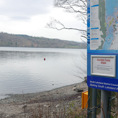 Toxic Blue-Green Algae