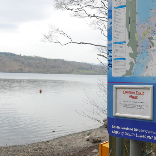 Toxic Blue Green Algae Windermere