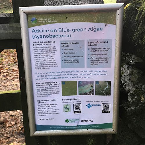 blue-green algae