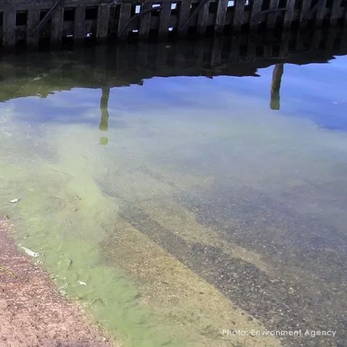 blue green algae windermere